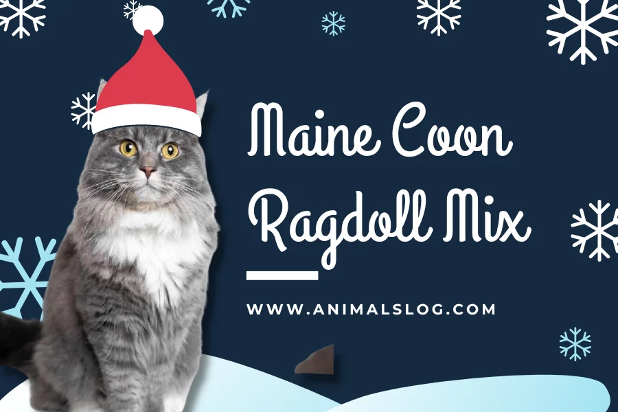 maine coon ragdoll mix