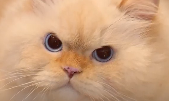 A Guide To A Flame Point Ragdoll Kitten: