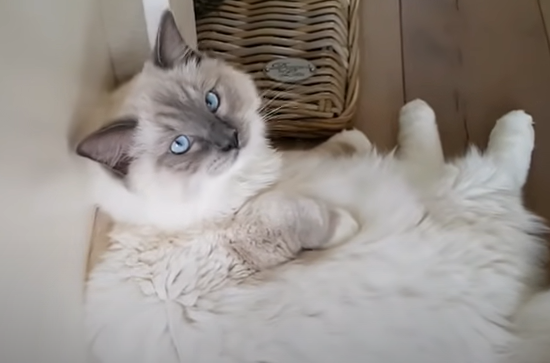 Grooming And Health Check-Ups for ragdoll cat