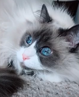 What Are The Cutest Ragdoll Features?