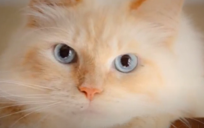 What Is A Flame Point Ragdoll Kitten?