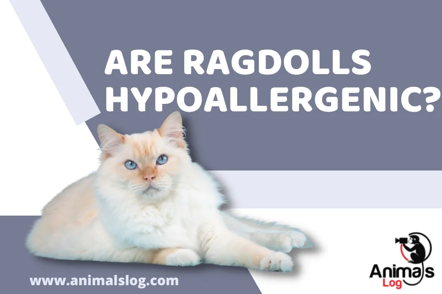 are ragdolls hypoallergenic