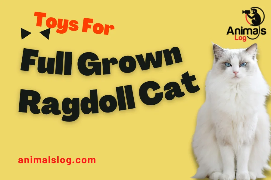 full grown ragdoll cat