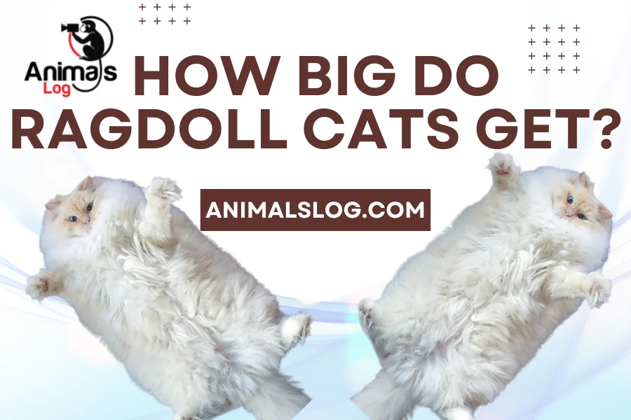 how big do ragdoll cats get