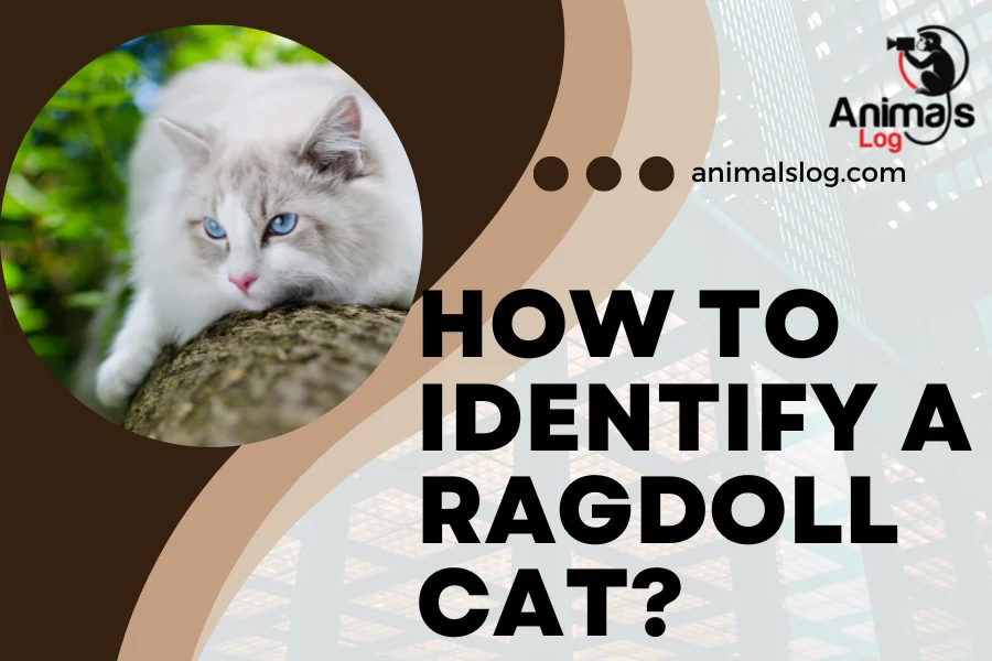 how to identify a ragdoll cat