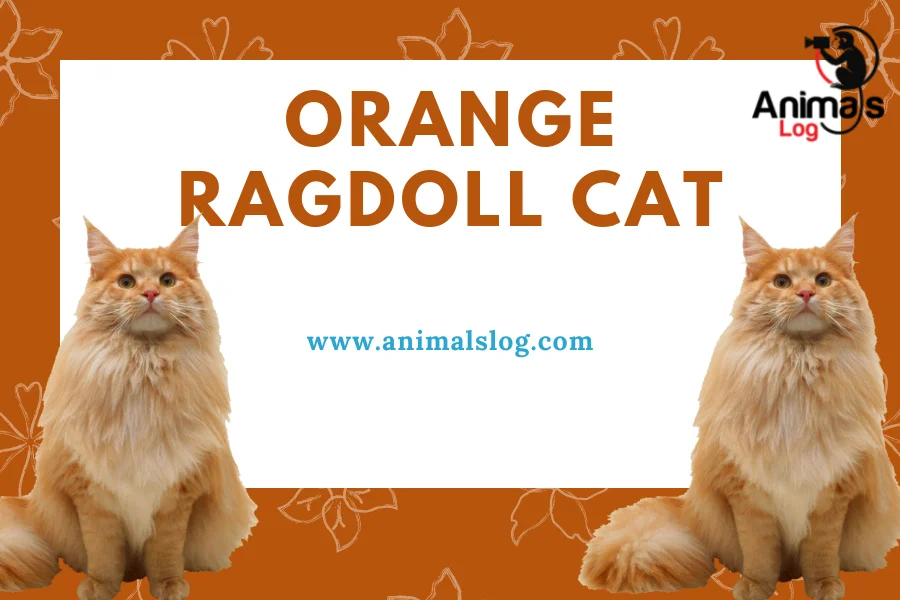 orange ragdoll cat