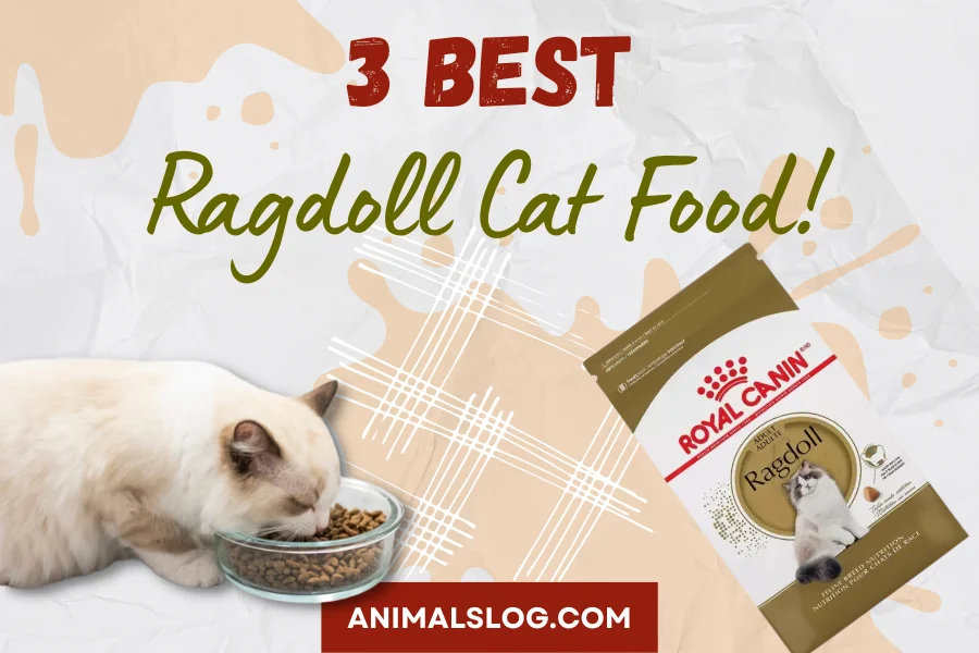 ragdoll cat food