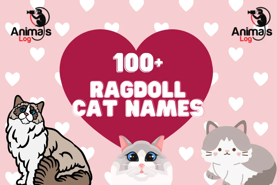 ragdoll cat names