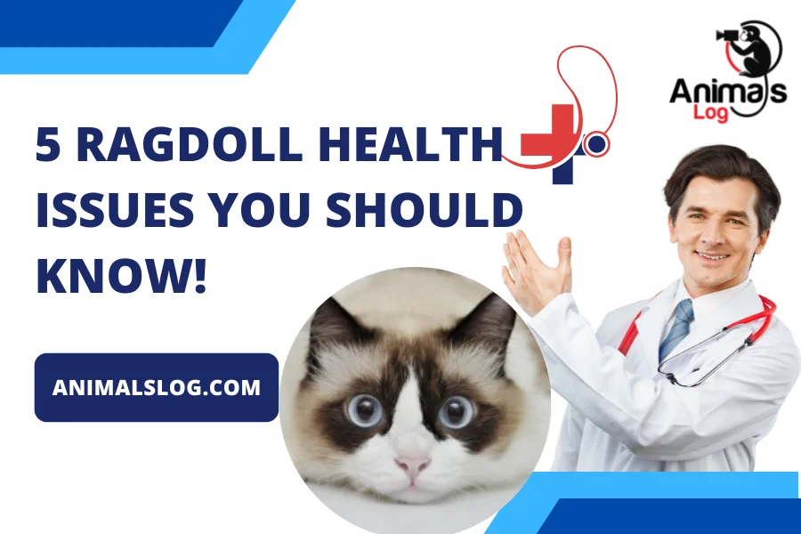 ragdoll health issues