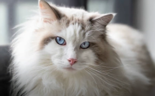 Are White Ragdoll Cats Rare?