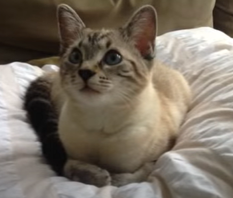 Health Issues to ragdoll bengal mix