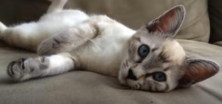A Complete Guide On Ragdoll Bengal Mix - Animals Log