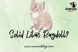 How Rare Is A Solid Lilac Ragdoll?