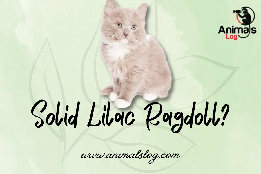 Solid Lilac Ragdoll