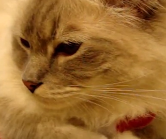 Temperament & Personality of grey ragdoll kittens