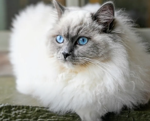 What Are White Ragdoll Cats?