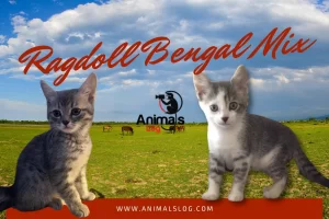 A Complete Guide On Ragdoll Bengal Mix
