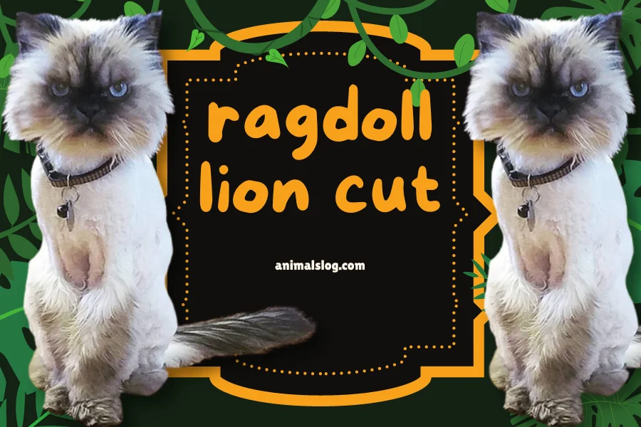 ragdoll lion cut