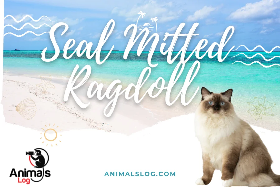 seal mitted ragdoll