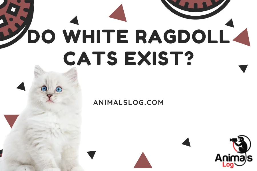 white ragdoll