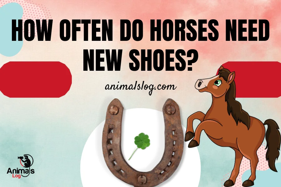how often do horses need new shoes
