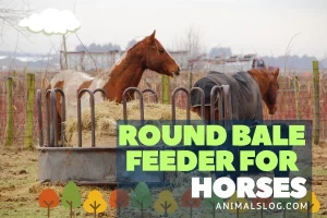 Top 3 Best Round Bale Feeder For Horses