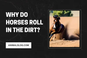 Why Do Horses Roll In The Dirt? How To Stop It?