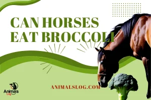 Can Horses Eat Broccoli? Answered!