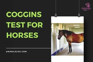 Why Is Coggins Test For Horses Important?