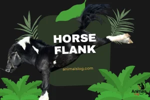 What Does A Sunken Horse Flank Mean?