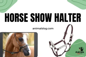 Horse Show Halter: How And Why To Use Them?