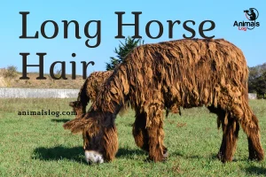 Long Horse Hair & How To Take Care Of It