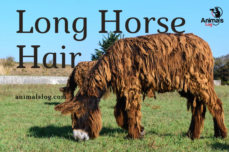 long horse hair