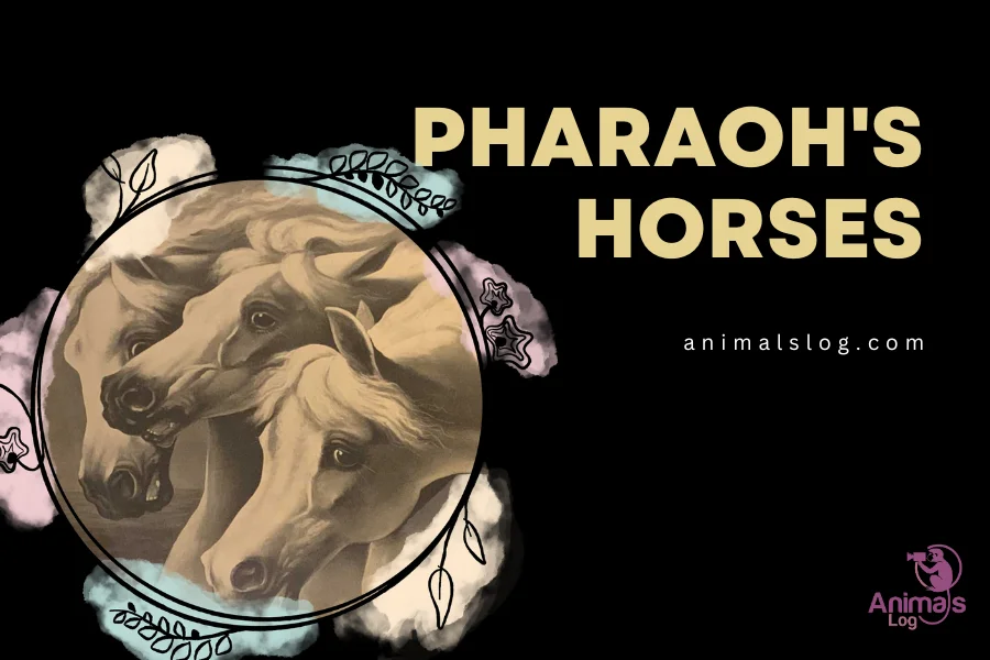 pharaoh's horses