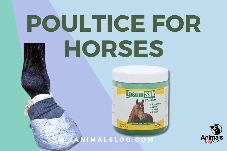 poultice for horses